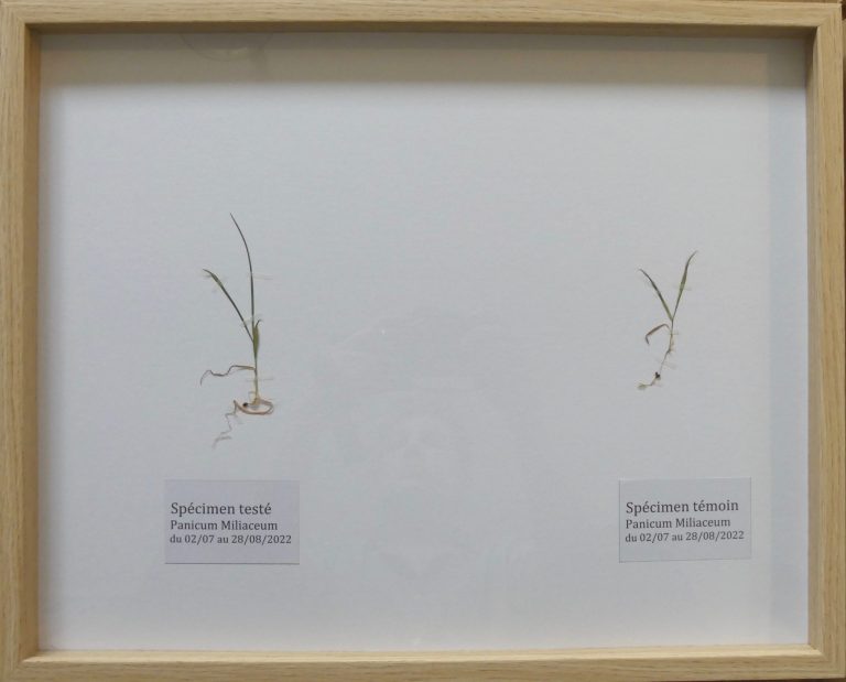 Planches d'un herbier